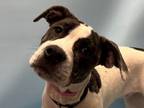 Adopt Nala a Pit Bull Terrier, Mixed Breed