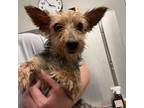 Adopt Luna a Yorkshire Terrier