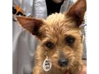 Adopt Mia May a Yorkshire Terrier