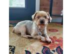 Adopt Alaska a Yorkshire Terrier