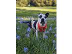 Adopt Paige a American Staffordshire Terrier