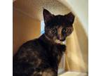 Adopt Macaroni a Domestic Short Hair