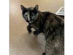 Adopt Bella a Domestic Medium Hair