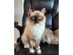 Adopt Axelar a Snowshoe