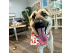 Adopt Dumpling the little shepherd mix a German Shepherd Dog