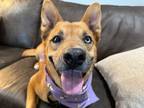 Adopt Lucy Squirrel a Husky, Australian Cattle Dog / Blue Heeler