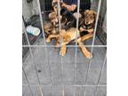 Adopt Luna a German Shepherd Dog, Labrador Retriever