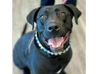 Adopt Jade a Black Labrador Retriever, Great Dane