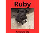 Adopt Ruby (Red collar Princess Diana pup 12) a Labrador Retriever