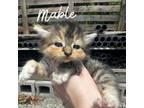 Adopt Mable a Domestic Short Hair