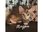 Adopt Magpie a Domestic Short Hair