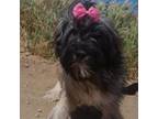 Adopt Leslie a Havanese