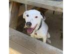 Adopt Elsa a Mixed Breed, Dalmatian