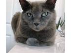 Adopt Aveline a Russian Blue, Domestic Short Hair