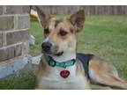 Adopt Marilyn a German Shepherd Dog, Mixed Breed