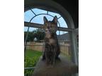 Adopt Poppy a Domestic Short Hair