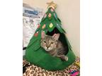 Adopt Lexus a Domestic Short Hair