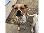 Adopt Apple Bloom a Boxer, Cattle Dog