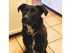 Adopt Cookie - Wiggly girl who loves other dogs & children! a Dutch Shepherd