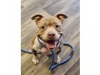 Adopt Emma a American Bully, Pit Bull Terrier