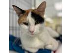 Adopt Kamp a Domestic Short Hair