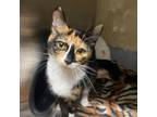 Adopt Aurora a Domestic Short Hair