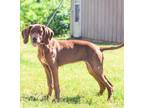 Adopt Belle a Redbone Coonhound