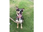 Adopt Pinky a Cattle Dog