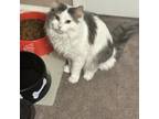 Adopt Angel (**Bonded with Hushabye Henry) a Domestic Long Hair