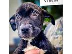 Adopt Simone a Black Labrador Retriever, Mixed Breed
