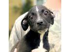 Adopt Venus a Black Labrador Retriever, Mixed Breed