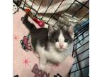 Adopt Aurora a Domestic Short Hair