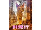 Adopt Biskit a American Shorthair