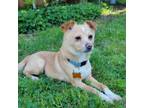 Adopt Mocha a Terrier, Mixed Breed