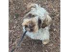 Adopt Coco a Poodle, Yorkshire Terrier