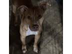 Adopt Bonsai CFS 240036330 a Pit Bull Terrier