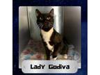 Adopt Lady Godiva a Domestic Short Hair