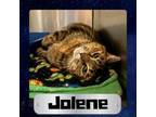Adopt Jolene a Domestic Short Hair