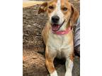 Adopt Maxine a American Foxhound, Beagle