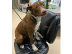 Adopt Breezy a Mixed Breed