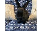 Adopt Harriett a Bunny Rabbit