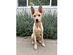 Adopt Peaches a Labrador Retriever, Shepherd