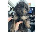 Adopt Poochini a Yorkshire Terrier, Poodle