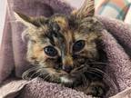 Adopt Scribbles a Tortoiseshell