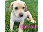 Adopt Carroll a Dachshund