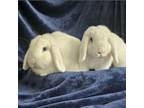 Adopt Mary and Maggie a Holland Lop