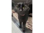 Adopt Mancala a Domestic Medium Hair, Domestic Short Hair