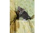 Adopt Milhouse Van Houten a Domestic Short Hair