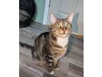 Adopt Marge Simpson a Domestic Short Hair