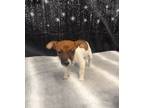Adopt Finnely a Jack Russell Terrier